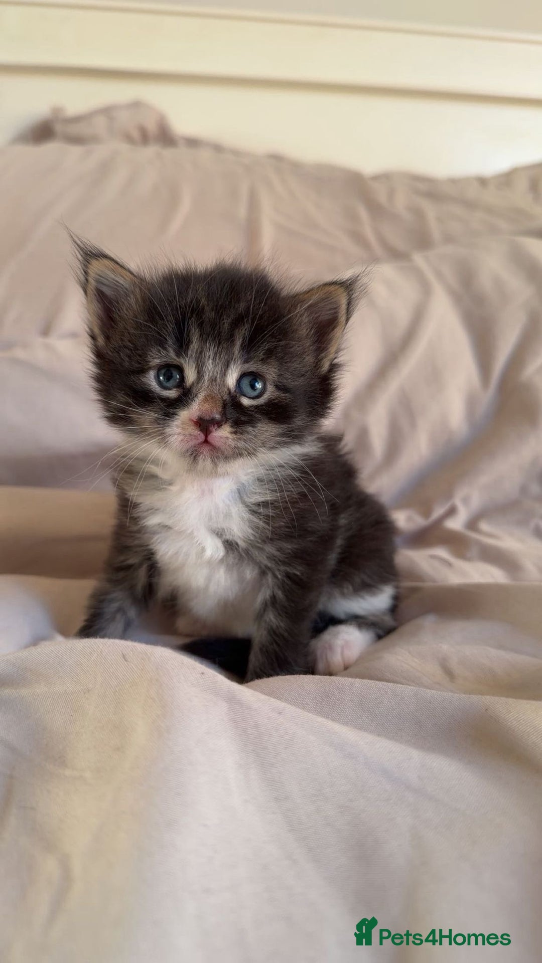 Maine Coon cats for sale: Beautiful Maine Coon Kittens - 1 pretty girl left - Advert 16