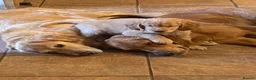Golden Retriever dogs for stud: KCReg Proven Gorgeous Golden Retriever  - Advert 8