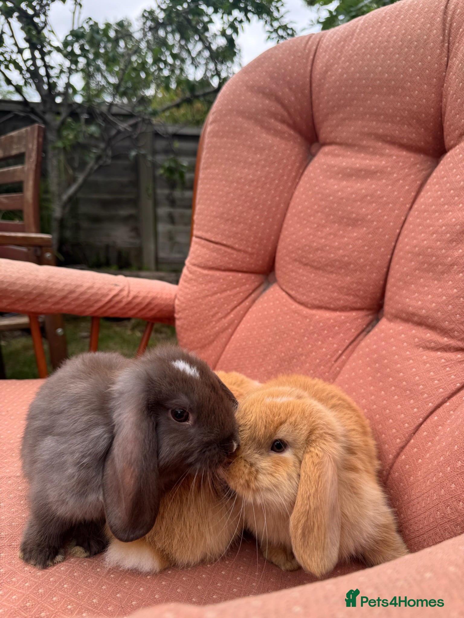 Mini Lop rabbits Super Friendly Pure Bred Mini Lop Bunnies - Advert 6