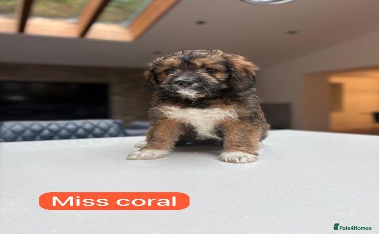 Mixed Breed dogs - Advert 1