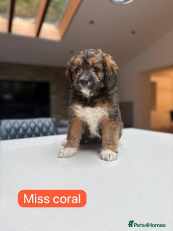 Mixed Breed dogs - Advert 1