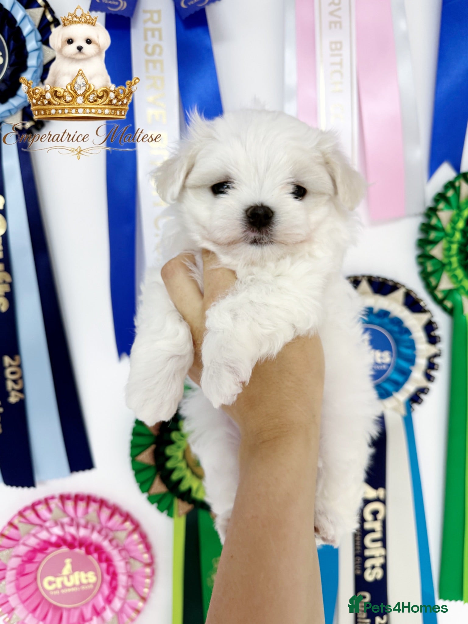 Maltese dogs Tiny KC Reg. Korean Maltese- CH line show dogs! - Advert 1