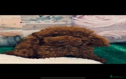 Cavapoo dogs for stud: Extensively Health Tested Deep Red Tiny Toy Poodle in Mansfield - Image 1