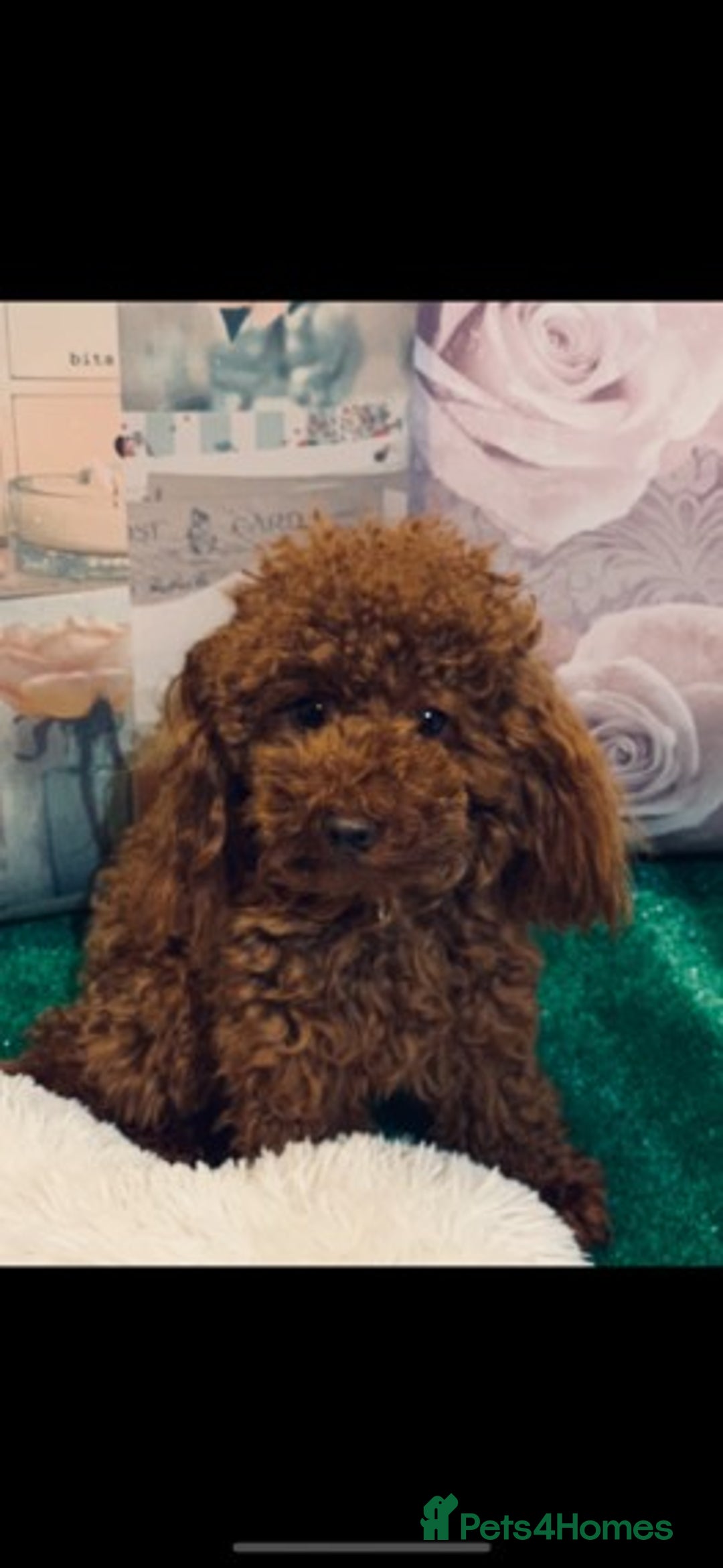 Cavapoo dogs for stud: Extensively Health Tested Deep Red Tiny Toy Poodle in Mansfield - Image 1