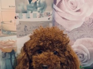 Cavapoo dogs in Mansfield - Advert 36