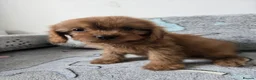 Cavapoo dogs for sale: 🐶Amazing cavapoo pups for sale🐶 - Advert 9