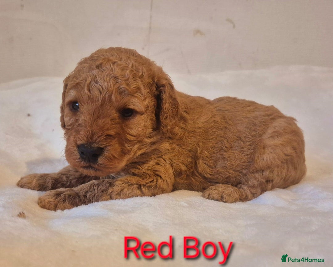 Miniature Poodle dogs for sale: Stunning Health Tested Red Miniature Poodles - Advert 6