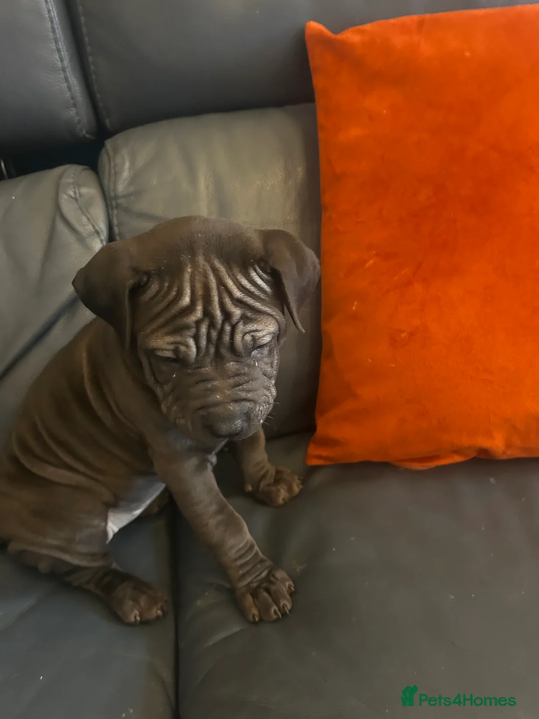 Mixed Breed dogs for sale: Shapei x pocket bully ready now  - Advert 6