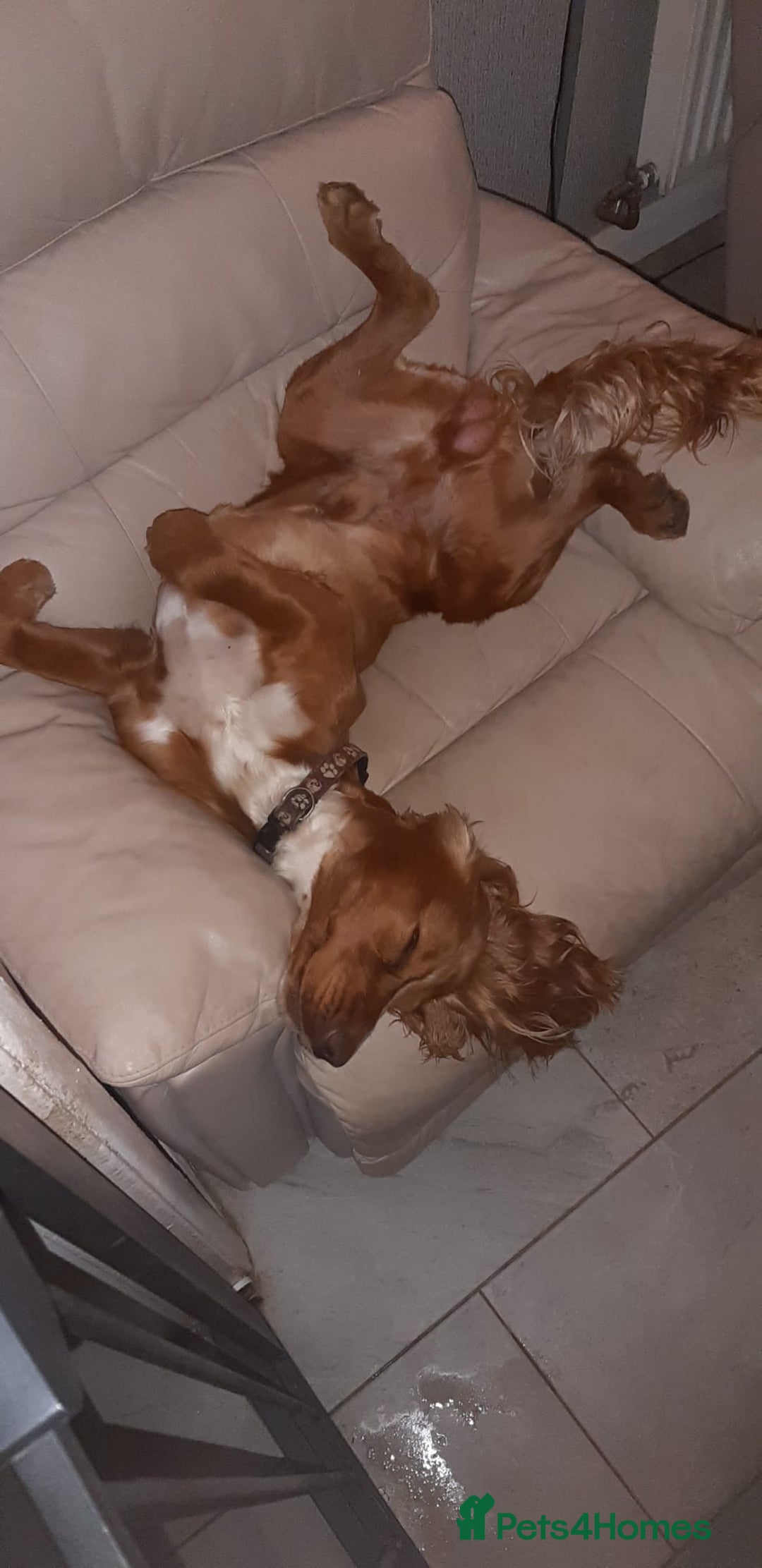 Cocker Spaniel dogs for sale: Male cocker spaniel  - Image 3