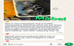 British Shorthair cats for sale: Your Furry Fantasy Awaits! - Image 34