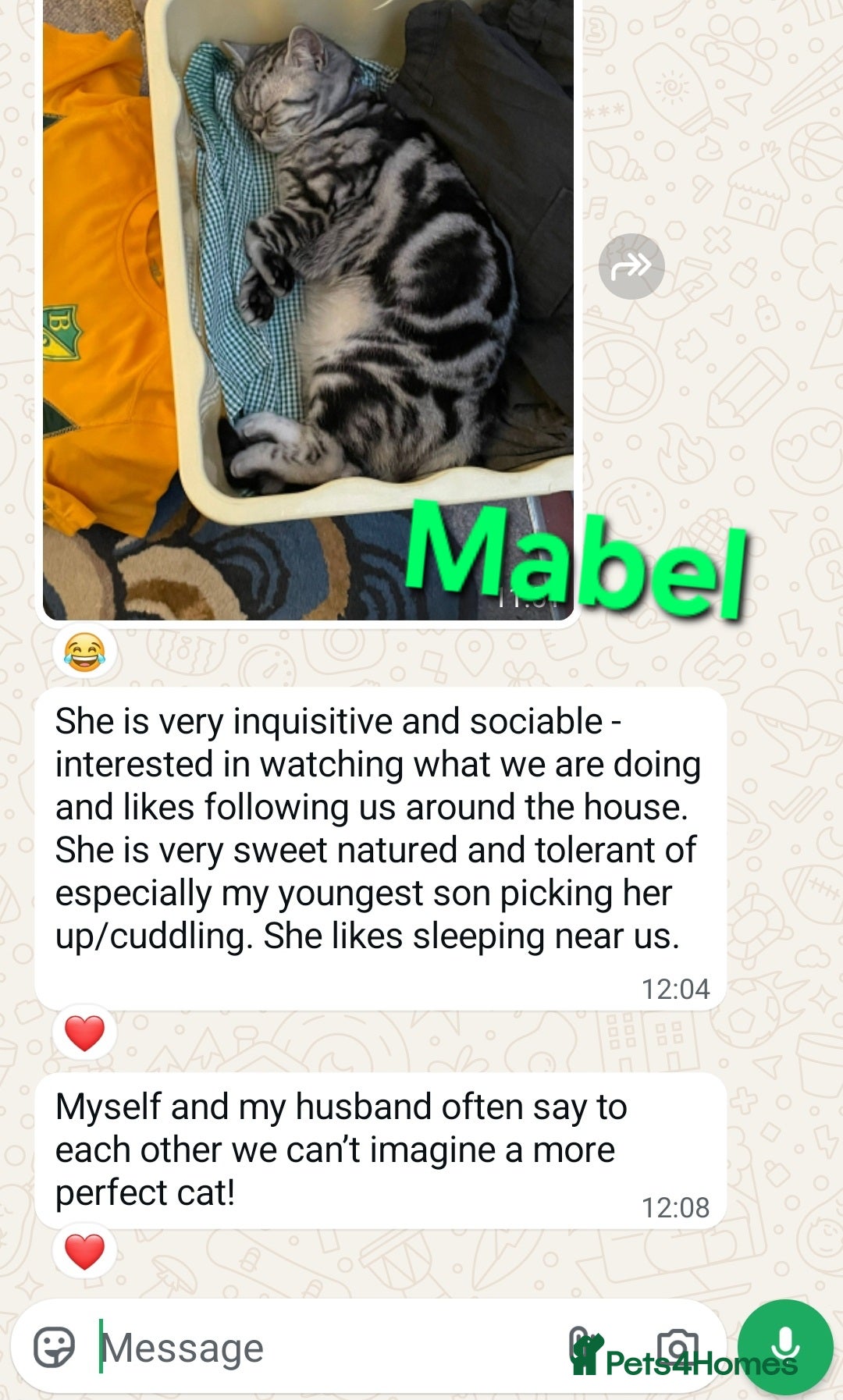 British Shorthair cats for sale: Your Furry Fantasy Awaits! - Image 34