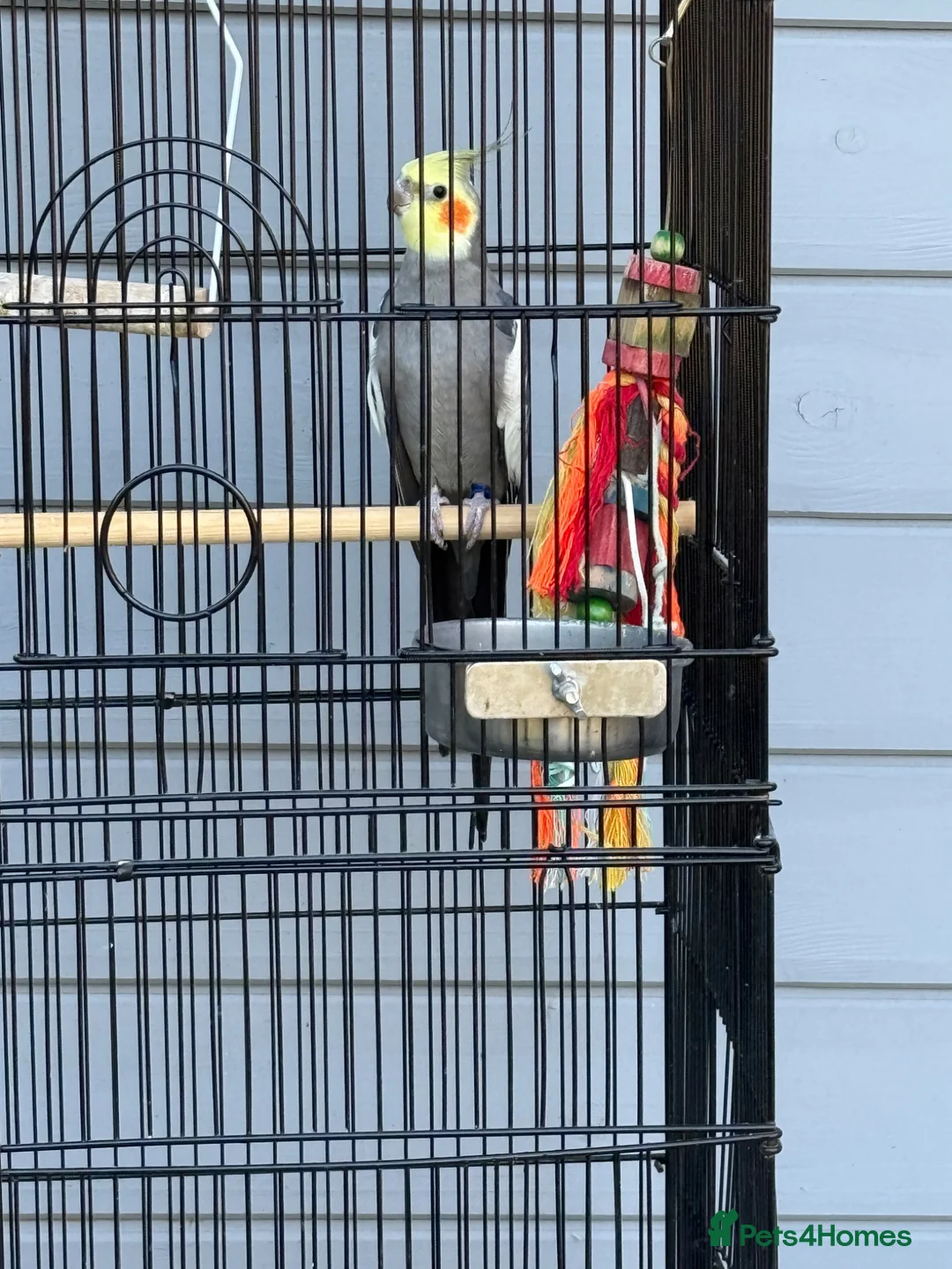 Cockatiels birds for sale: Boy Cockatiel  - Advert 2
