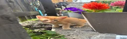 British Shorthair cats for sale: Beautiful kittens - Advert 13