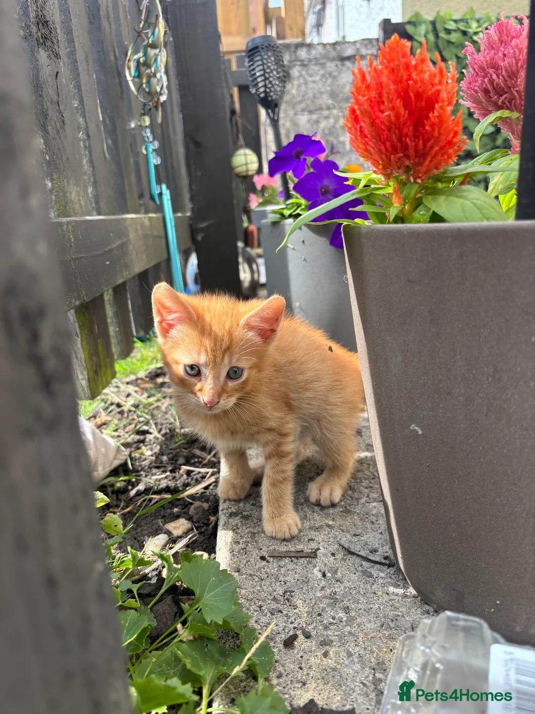 British Shorthair cats for sale: Beautiful kittens - Advert 13