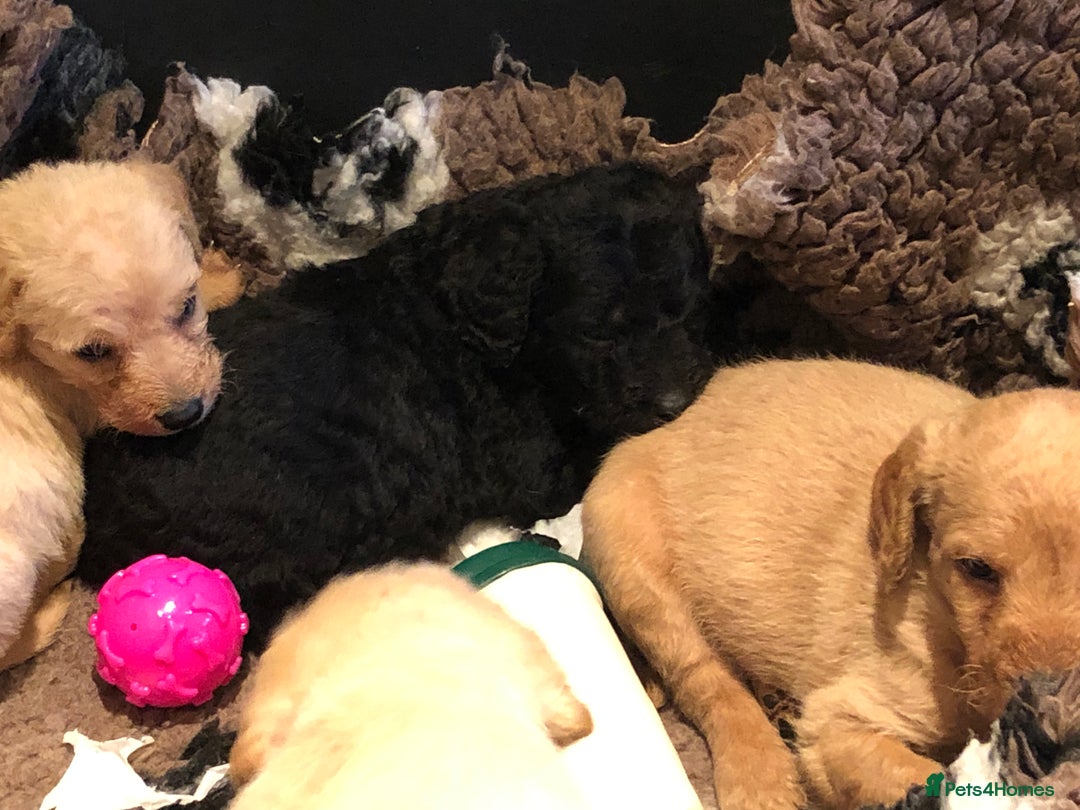 Labradoodle dogs for sale: READY NOW TOP QUALITY Standard F1 Labradoodles - Advert 10