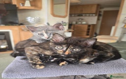 British Shorthair cats for sale: British shorthair kittens available 5 girls left  - Image 5