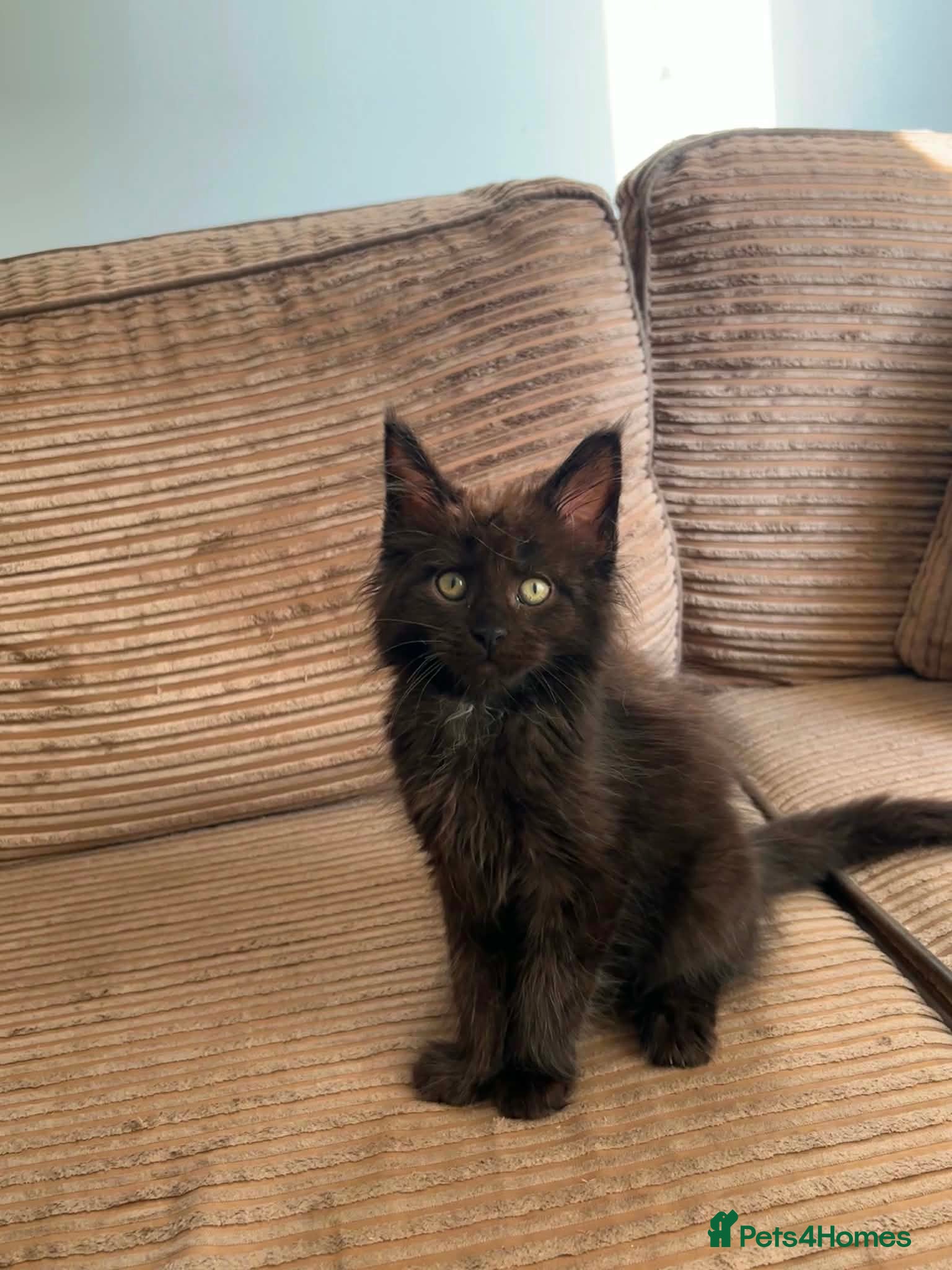 Maine Coon cats LAST ONE BLACK SMOKE MAINE COON BOY 🐾 - Advert 9