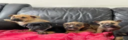 Mixed Breed dogs for sale: German shepherd x Staff litter - super friendly - Advert 1