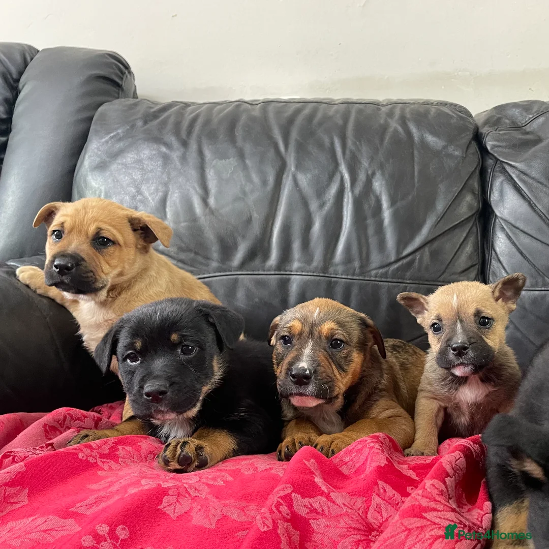 Mixed Breed dogs for sale: German shepherd x Staff litter - super friendly - Advert 1