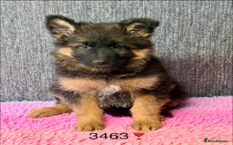 German Shepherd dogs for sale: OUTSTANDING QUALITY - Image 5