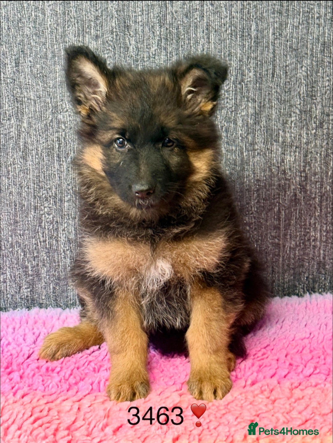 German Shepherd dogs for sale: OUTSTANDING QUALITY - Image 5