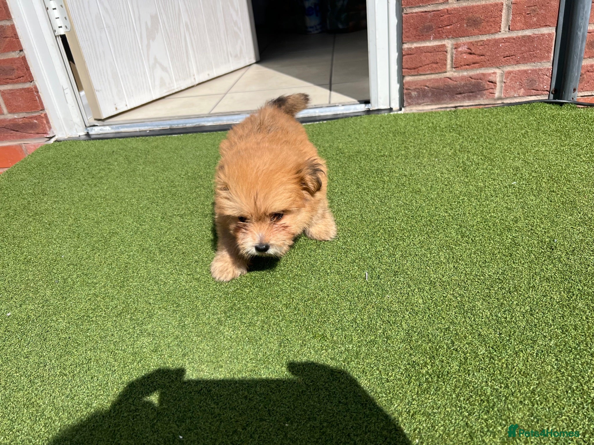 Mixed Breed dogs Puppies for sale - Advert 1