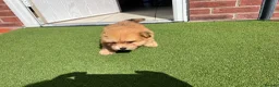 Mixed Breed dogs for sale: Puppies for sale - Advert 1