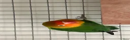 Lovebirds birds for sale: Love bird 60 pound  - Advert 4