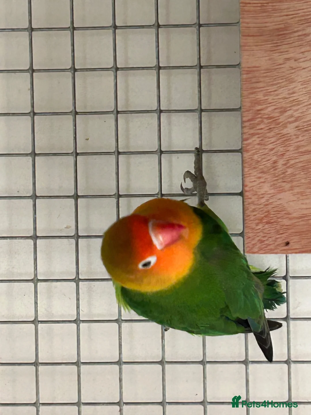 Lovebirds birds for sale: Love bird 60 pound  - Advert 4