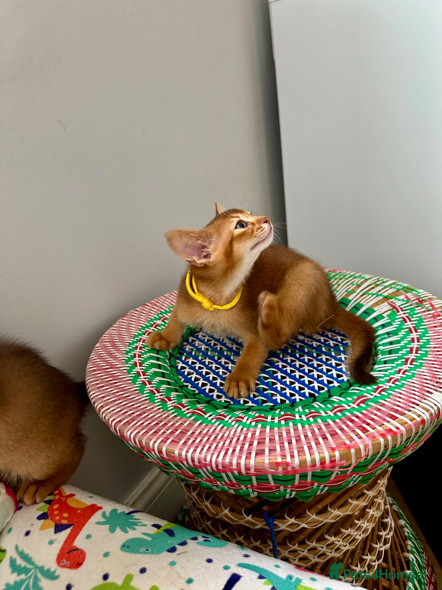 Abyssinian cats Abyssinian kittens  - Advert 9