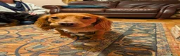 Cocker Spaniel dogs for sale: Cocker spaniel puppies in Avoch - Advert 4