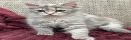 Siberian cats for sale: Blue/cream Silver Tortie Siberian Kitten - Advert 10
