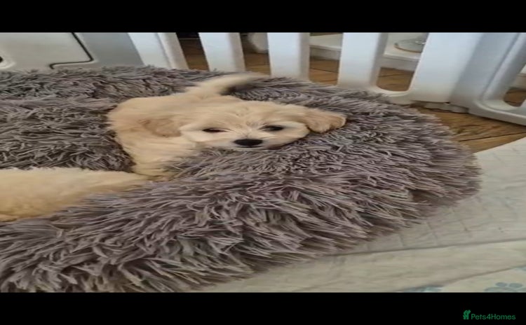 Maltipoo dogs - Advert 2