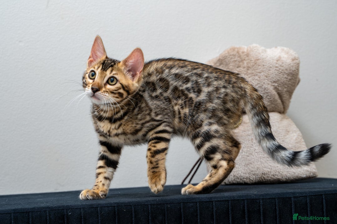 Bengal cats for sale: Top quality Bengal Girl- TICA reg.- AVAILABLE NOW - Advert 23