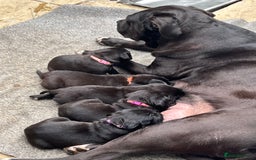 Presa Canario dogs for sale: Perro de presa canario - Advert 2