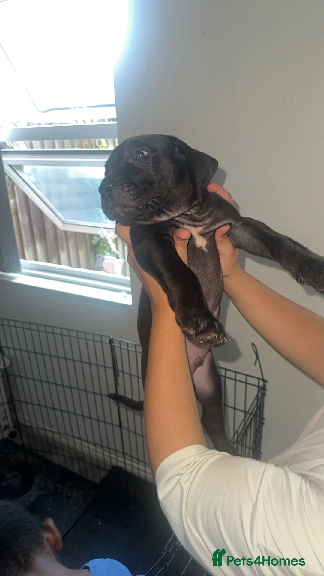 Presa Canario dogs for sale: Presa Canario pupps for sale  - Advert 16