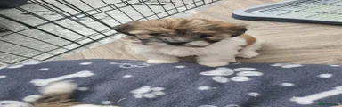Zuchon Puppy 2