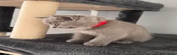 British Shorthair cats for sale: 🐾 British Shorthair Looking for Their Homes 🐾 - Advert 6
