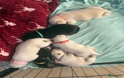 Mixed Breed dogs for sale: Huskador - Image 1