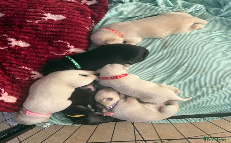 Mixed Breed dogs - Advert 6