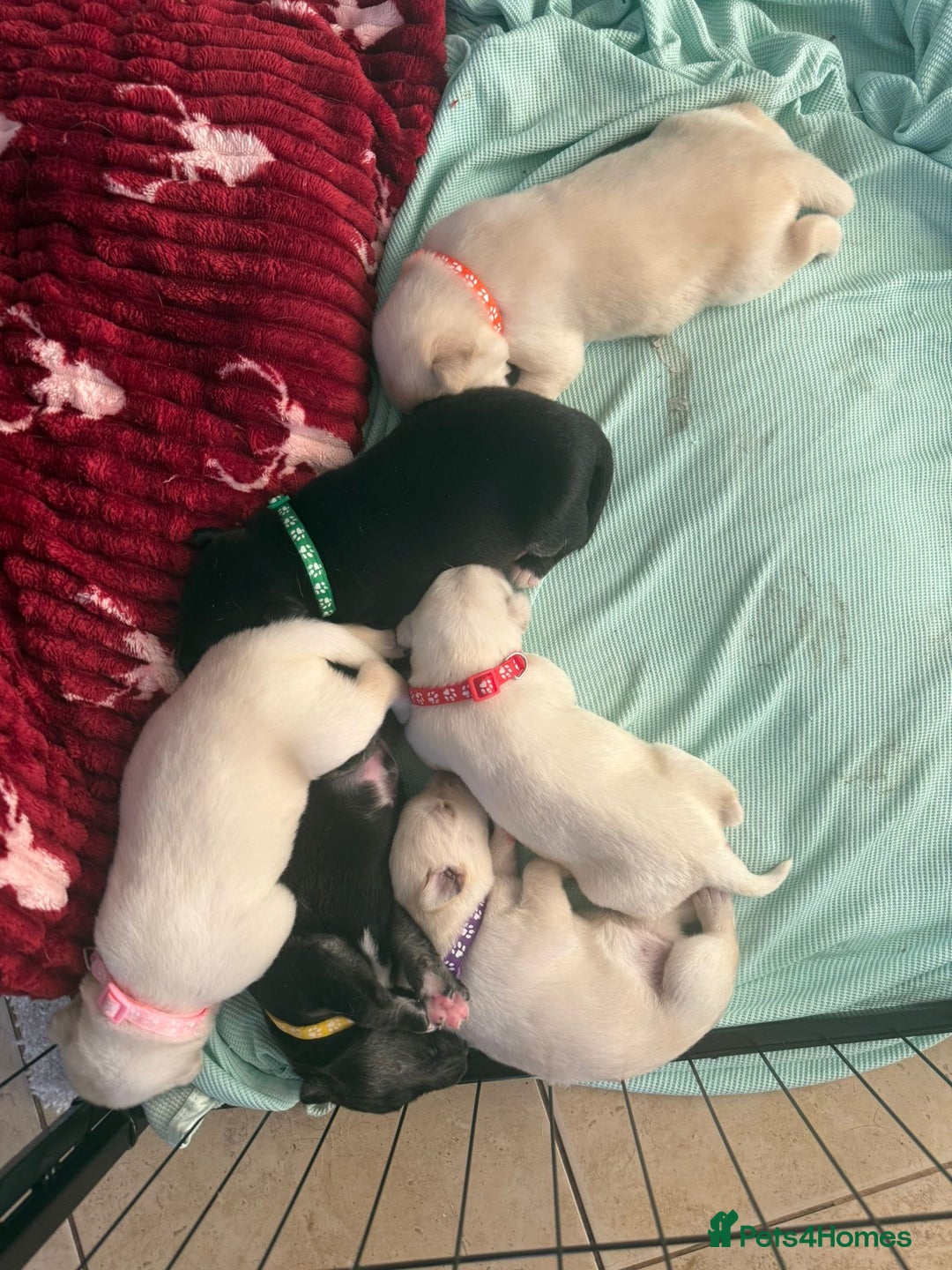 Mixed Breed dogs for sale: Huskador - Image 1