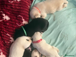 Mixed Breed dogs - Advert 14