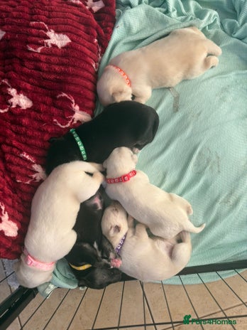 Mixed Breed dogs - Advert 1