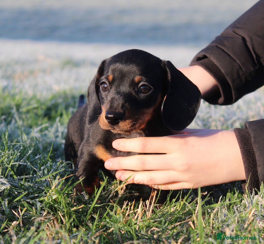 Miniature Dachshund dogs for sale: Stunning Miniature Dachshund Puppies - Advert 5