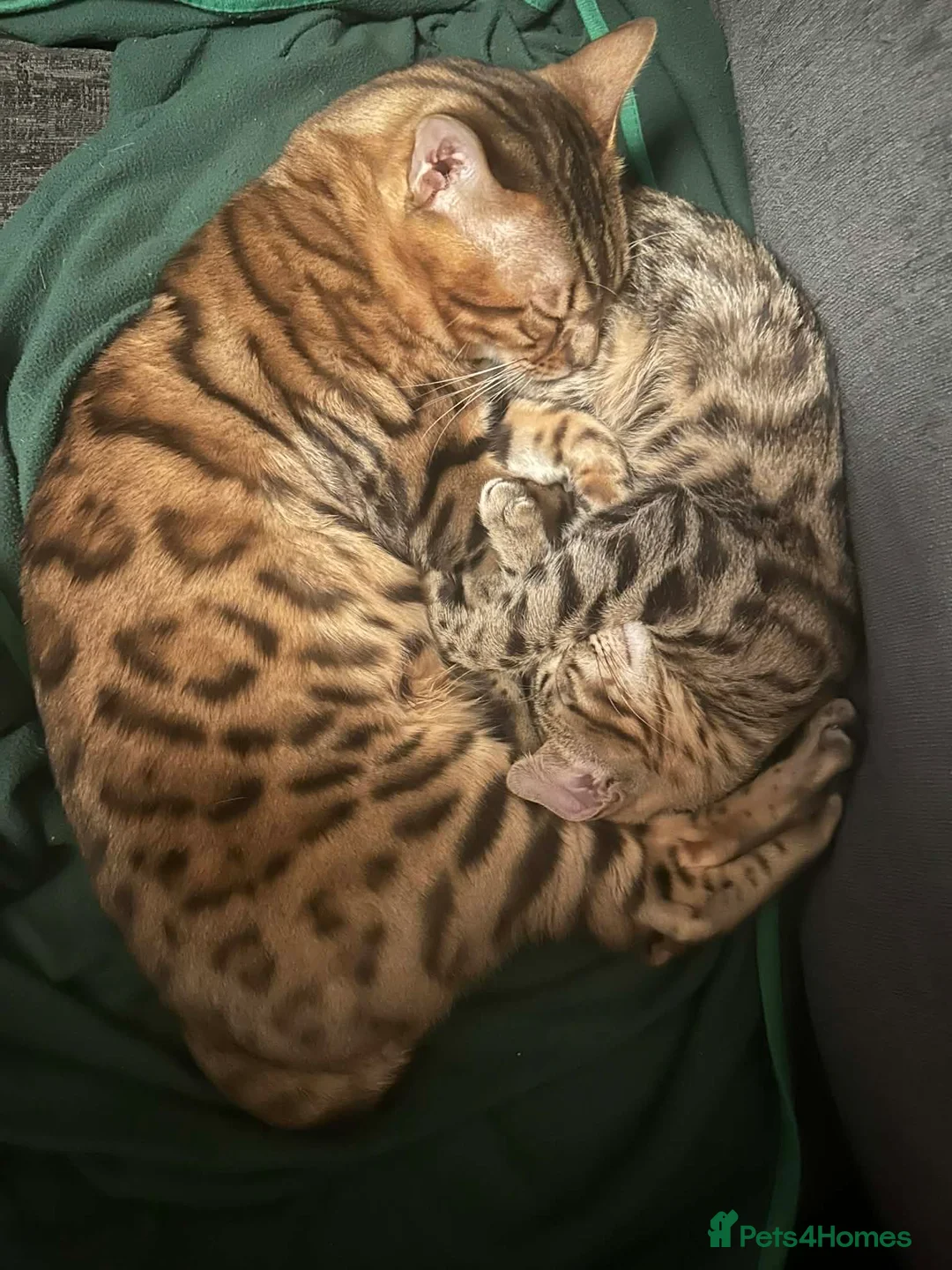 Mixed Breed cats for sale: Bombay-Bengal mix in West Drayton - Advert 2