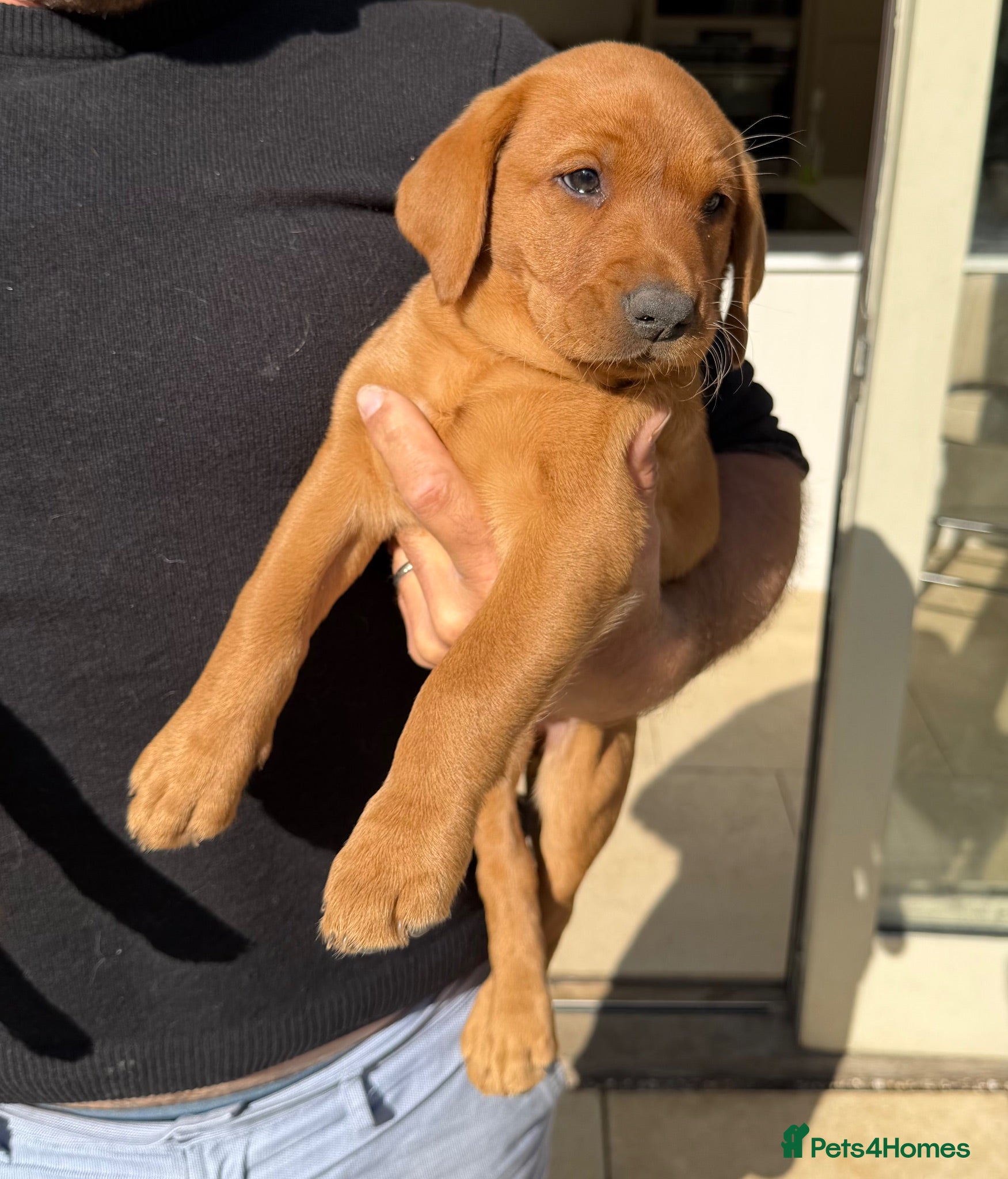 Labrador Retriever dogs KC Registered Fox Red Labrador Puppies - Advert 2
