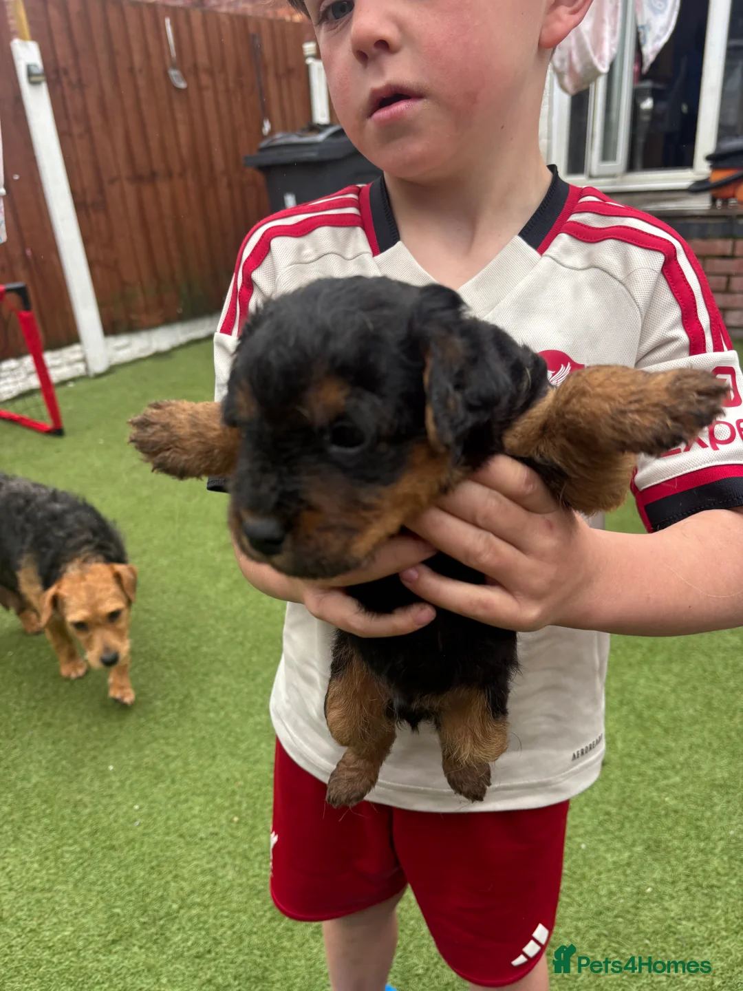 Patterdale Terrier dogs for sale: 🔥🔥ROSIE & BOBS LITTER🔥🔥 in Liverpool - Advert 2