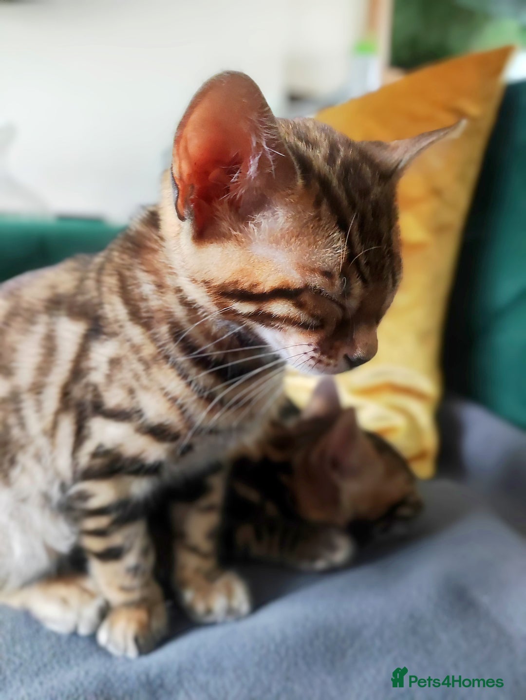 Bengal cats for sale: 🔥The Cutest Bengals in the UK? Come See 😺 🐾 - Image 14
