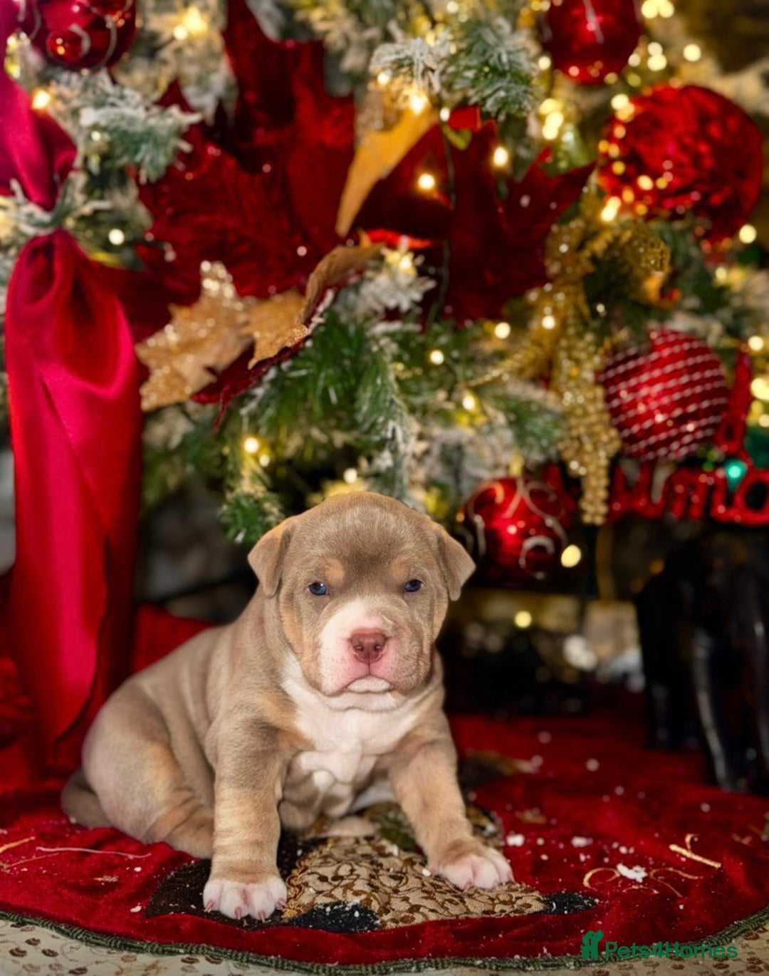 American Bully dogs for sale: American bully  - Advert 2