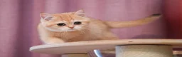 Scottish Fold cats for sale: Scottish fold and straight girls - Advert 15
